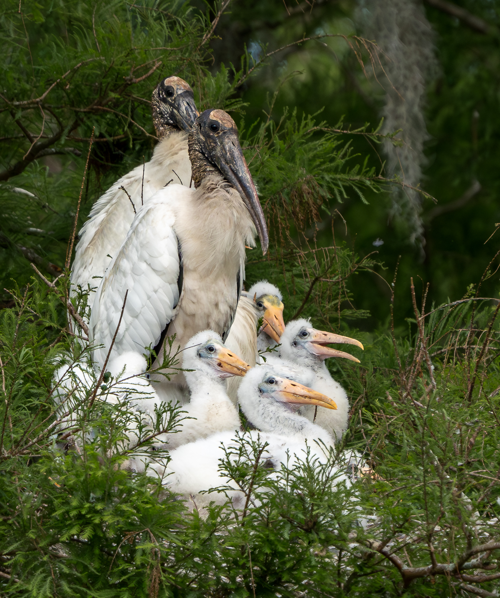 1st PrizeOpen Nature In Class 3 By Jim Cotter For Family Portrait SEP-2024.jpg